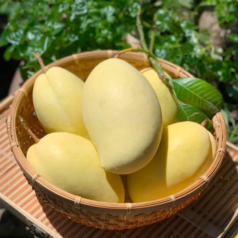 Sweet Carrie Mango Tree Live Plant | 2.5–3 Ft Tall | Tropical Mango Variety for Backyard Growing, Patio Spaces & Home Gardens | No Ship CA, HI, AK