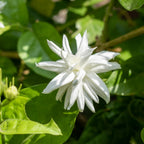 Belle of India Jasmine Plant Live, 4 Inch Tall, Easy Care Indian Jasmine Plant, Fast-Growing, Elegant Fragrant White Flowers for Garden Décor, Patio & Outdoor Spaces