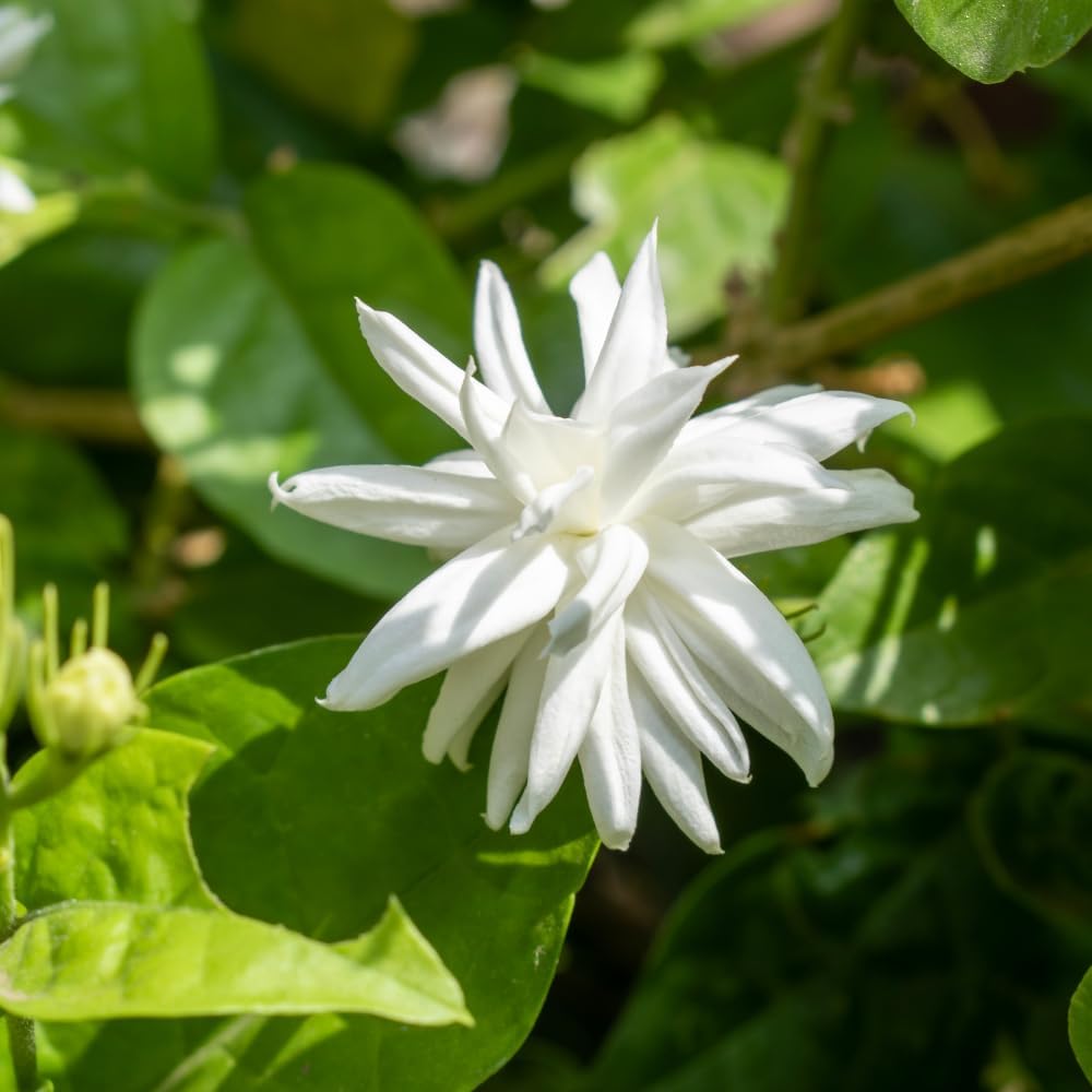 Belle of India Jasmine Plant Live, 4 Inch Tall, Easy Care Indian Jasmine Plant, Fast-Growing, Elegant Fragrant White Flowers for Garden Décor, Patio & Outdoor Spaces