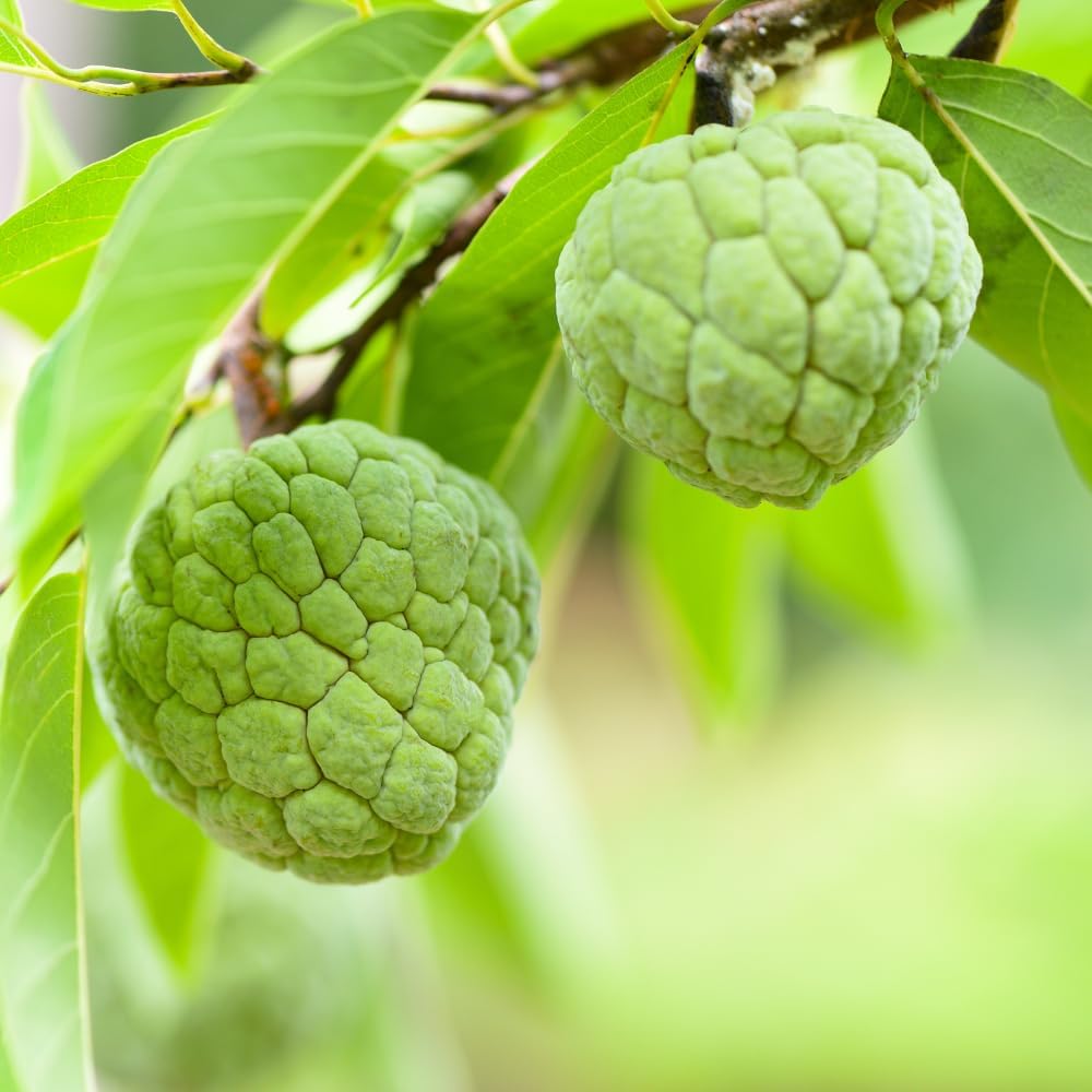 Green Sugar Apple Tree Live Plant, 2-3 Ft Tall in 3 Gallon Pot, Low Maintenance Tropical Fruit Tree for Backyard Orchard (No Ship to CA, HI, AK)