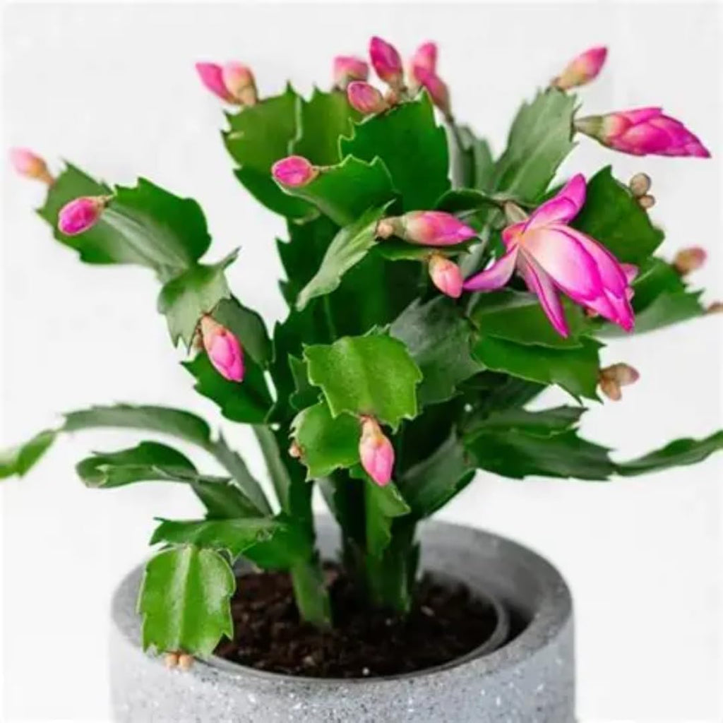 Purple Christmas Cactus Plant Live | 3 to 4 Inch Tall Indoor Decorative Plant for Home & Office | Live Christmas Cactus Plants Houseplants | Christmas Hanging Baskets for Outdoors