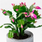 Purple Christmas Cactus Plant Live | 3 to 4 Inch Tall Indoor Decorative Plant for Home & Office | Live Christmas Cactus Plants Houseplants | Christmas Hanging Baskets for Outdoors