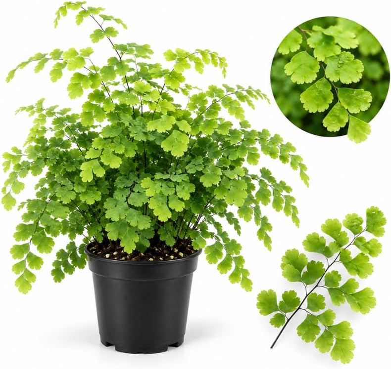Maidenhair Fern Live Plant in 4 Inch Pot, Evergreen Indoor Fern with Delicate Foliage for Home Decor and Humid Indoor Spaces