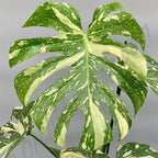 Monstera Thai Constellation Live Plant 4 Inch Tall | Variegated Monstera Plant Live | Tropical Indoor Houseplant for Shelf, Desk or Living Space