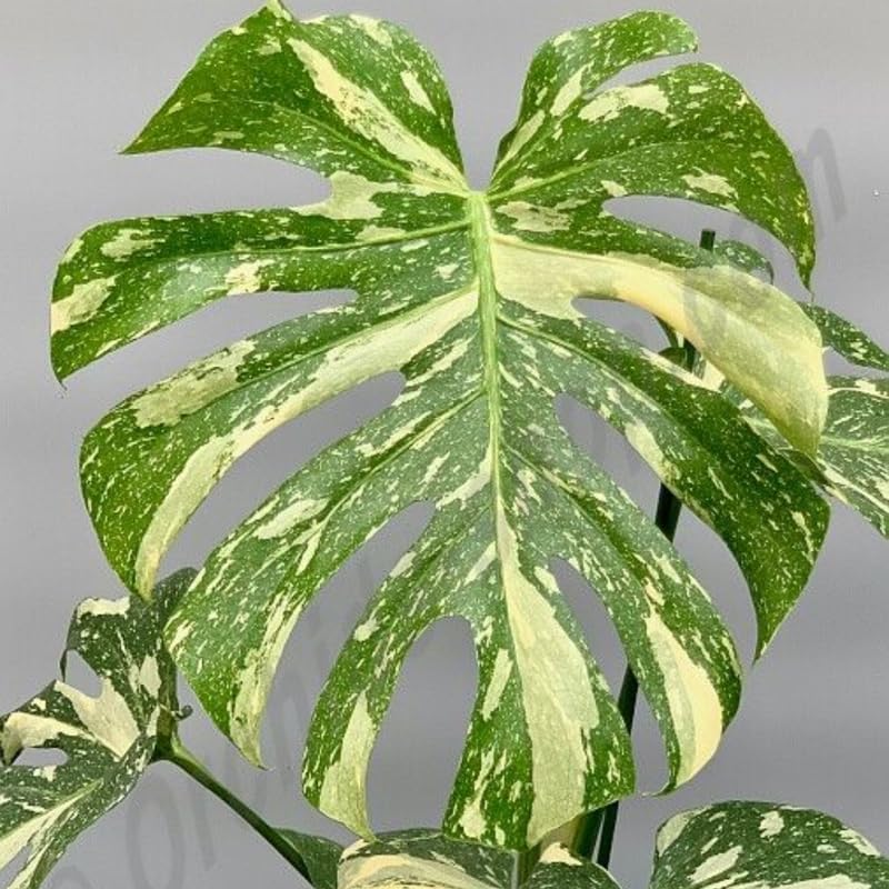 Monstera Thai Constellation Live Plant 4 Inch Tall | Variegated Monstera Plant Live | Tropical Indoor Houseplant for Shelf, Desk or Living Space