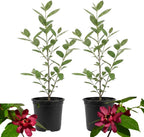 2 Sweet Shrub Live Plant, Calycanthus Floridus, 4 Inch Pot, 12-18 Inch Tall, Low Maintenance Shrub with Maroon Blooms