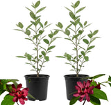 2 Sweet Shrub Live Plant, Calycanthus Floridus, 4 Inch Pot, 12-18 Inch Tall, Low Maintenance Shrub with Maroon Blooms