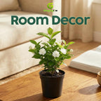 Grand Duke Jasmine Live Plant, Arabian Jasmine Flowers, Fragrant White Flowering Perennial, 5-8 Inch Size for Decorative Porch Planters, Easy to Grow