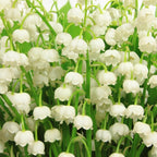 10 Live Lily of The Valley Plants Bare Roots, Easy Care May Bells, Fragrant Shade Plant for Outdoor and Indoor Use
