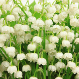10 Live Lily of The Valley Plants Bare Roots, Easy Care May Bells, Fragrant Shade Plant for Outdoor and Indoor Use