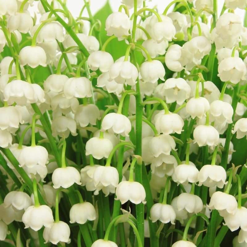 10 Live Lily of The Valley Plants Bare Roots, Easy Care May Bells, Fragrant Shade Plant for Outdoor and Indoor Use