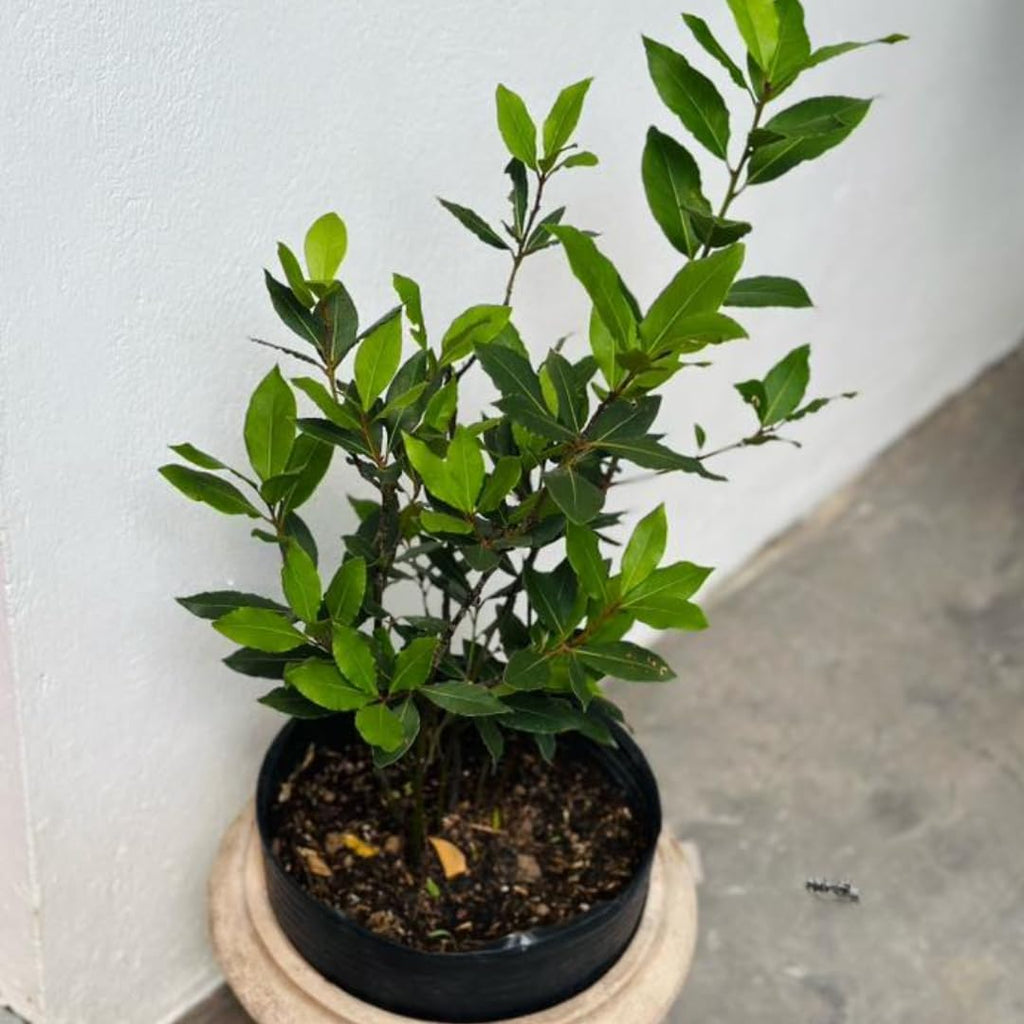 Bay Leaf Tree Live Plant in 4 Inch | Fresh Bay Laurel Herb | Ideal for Home Kitchen Garden | Indoor or Outdoor Garden Use