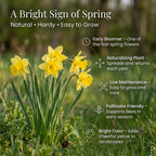 50 Wild Daffodil Bulbs, Lent Lily, Yellow Spring Flowering Perennial for Garden Borders, Cold-Hardy Narcissus for Early Spring Blooms