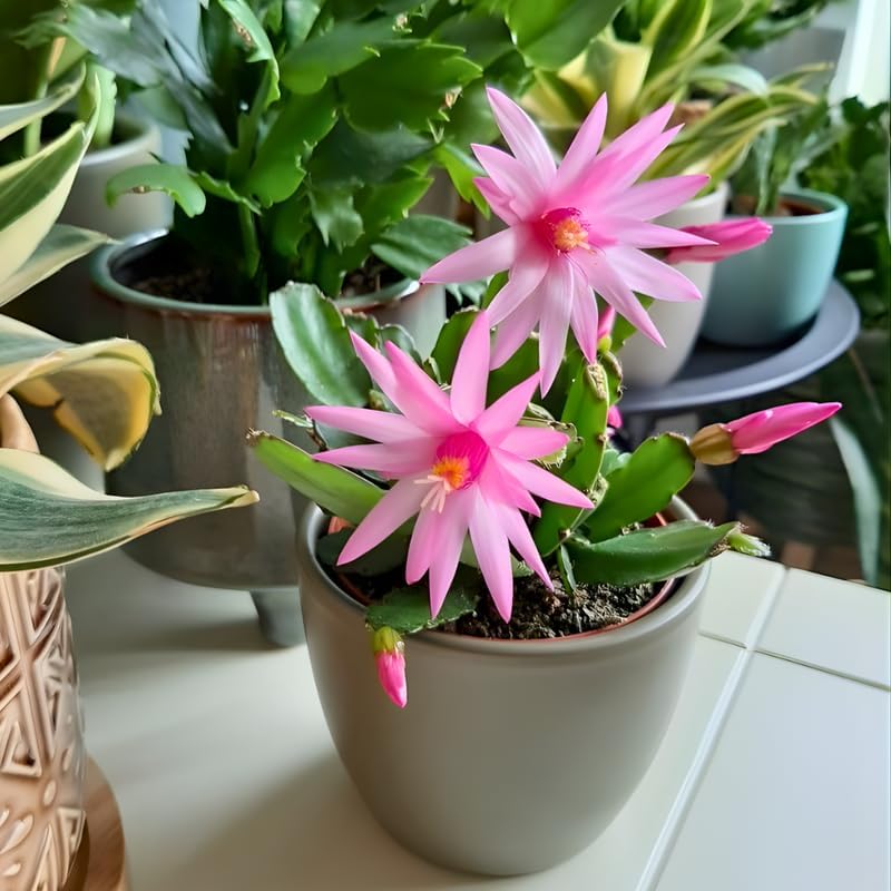 Pink Easter Cactus Live Plant | Delicate Pink Spring Flowers 3 Inch Tall | Easy Care Easter Cactus Plants Live for Indoor Décor, Small Spaces and Gifting