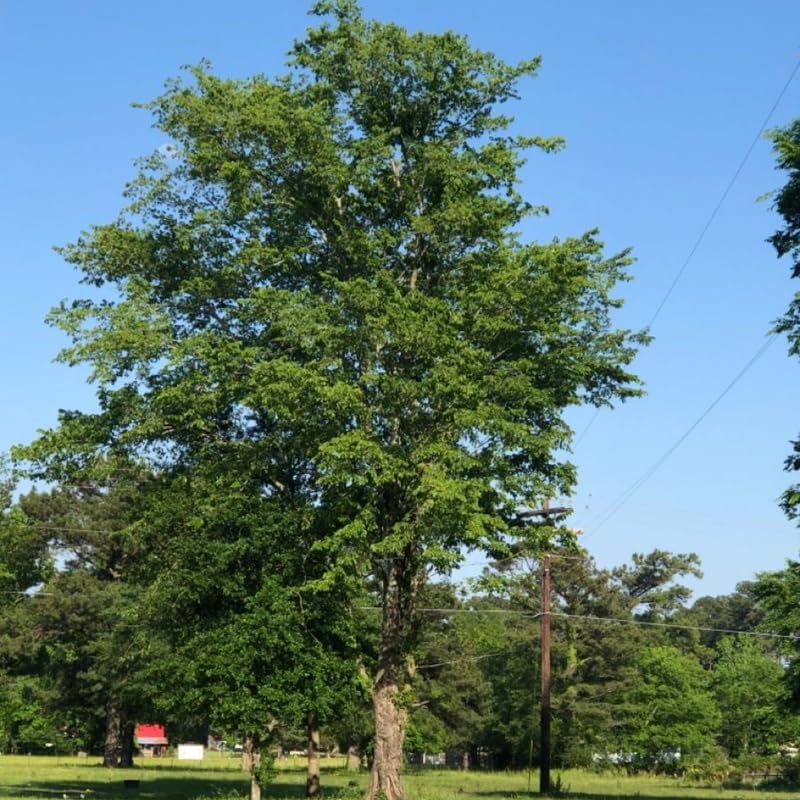 10 Chinese Elm Trees for Planting | Fast-Growing Cold Hardy Elm Tree for Landscaping | 1-2 Ft Tall Live Tree for Yard, Garden & Windbreaks