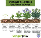 20 Virginia Bluebells Roots, Easy Care Bluebell Wild Flower, Hardy Perennial Plant with Soft Pastel Blue Bloom for Shade Gardens & Woodland Beds