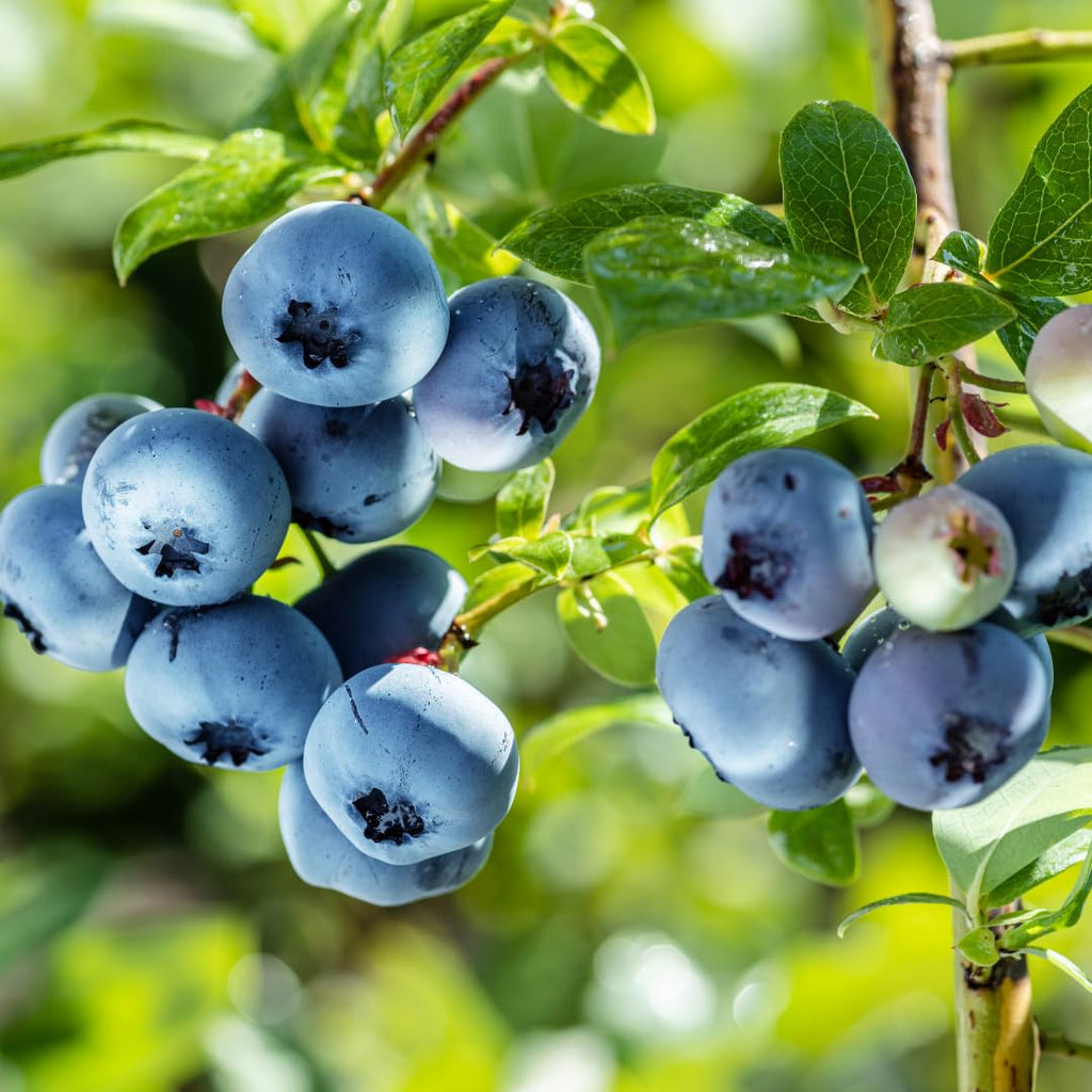 Huckleberry Plant in Pot - Small Size, Non GMO, Low Maintenance Native Edible Berry Shrub, Robust Well-Rooted Fruit Plants, Ideal for Backyard, Gardens and Borders