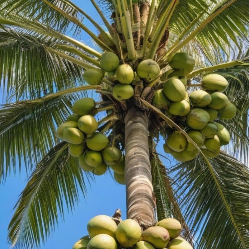 Live Coconut Tree for Planting | Green Coconut Plants | 2.5–3 Ft Tall Potted Tropical Plant | Hardy Fruit-Bearing Tree for Indoor or Outdoor Growing | No Ship to CA,HI,AK