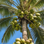 Live Coconut Tree for Planting | Green Coconut Plants | 2.5–3 Ft Tall Potted Tropical Plant | Hardy Fruit-Bearing Tree for Indoor or Outdoor Growing | No Ship to CA,HI,AK