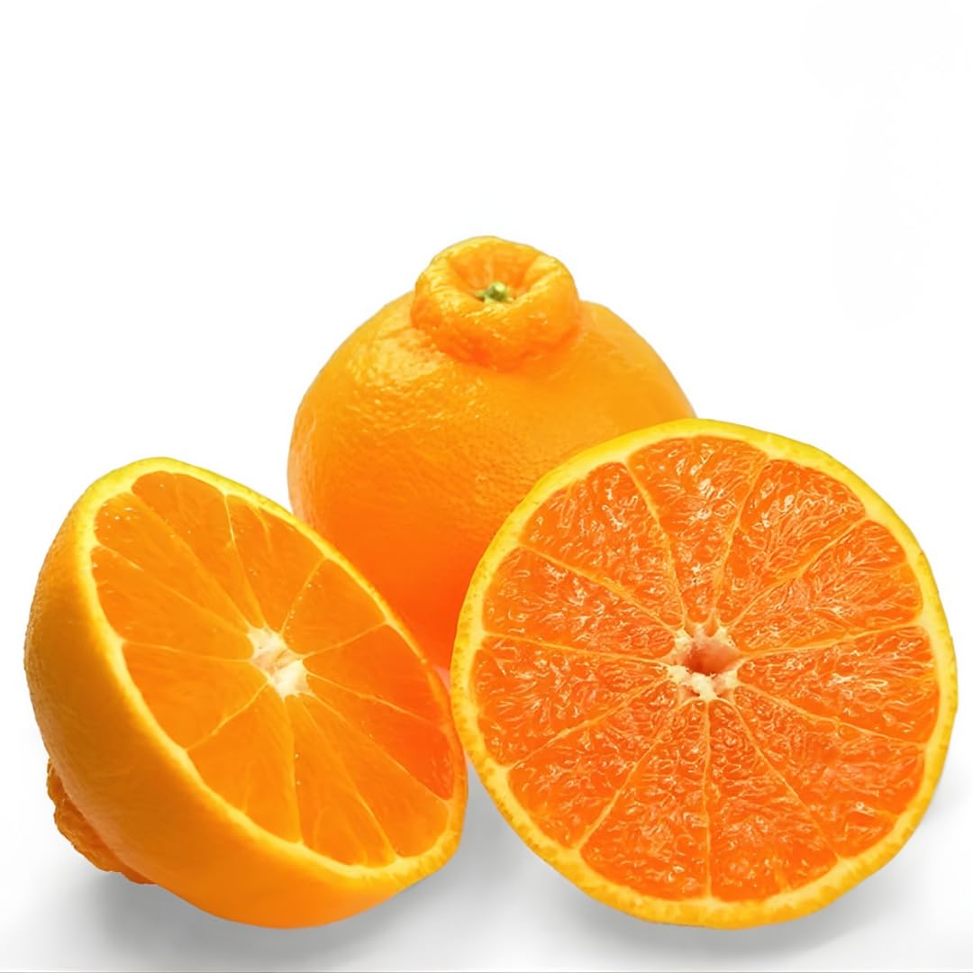 Calamondin Orange Tree | 2.5–3 Feet Tall Live Plant | Easy to Grow Indoor or Outdoor Fruit Tree for Patios, Balconies & Yards | No Ship to CA,HI,AK