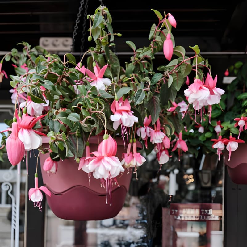 Fuchsia Plants Live, Double Red Fuchsia, 6-12 Inch Tall, Marinka Variety, Fast Growing Deciduous Flowering Shrub, Well-Rooted Plant