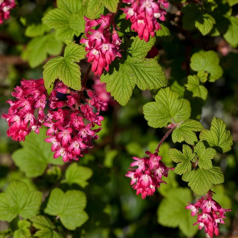 Flowering Currant Live Plant, 7 Inch Tall Bare Root Starter, Pink Spring Blooming Shrub for Garden Borders