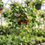 Peperomia Hope Plant in 4'' Inch Pot, Low-Maintenance Peperomia Live Plant, Ideal Plant for Home & Office