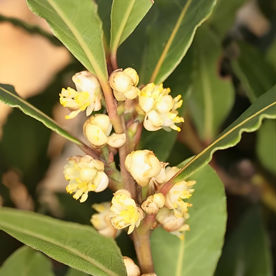 Bay Laurel Tree Live for Planting in 4-6 Inch Tall | Aromatic Bay Leaf Plant Live Herb | Live Bay Leaf Tree for Cooking | Ideal for Home Garden & Cooking Décor