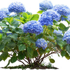 2 Blue Hydrangea Live Plants for Planting | 6-18" Rooted Cuttings | Cold-Hardy Macrophylla Flowering Shrub