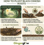 10 Live Black Cohosh Roots Bugbane, Easy Care Actaea Racemosa, Shade Plants Outdoor Perennial with Tall White Flower Spikes for Woodland Gardens & Borders