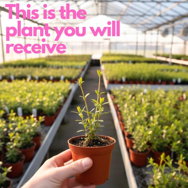 Lynwood Gold Forsythia Live Plant | 2.5-Inch Pot | Forsythia Bush Plant for Outdoor Growing | Ideal for Garden Planting and Landscape Use