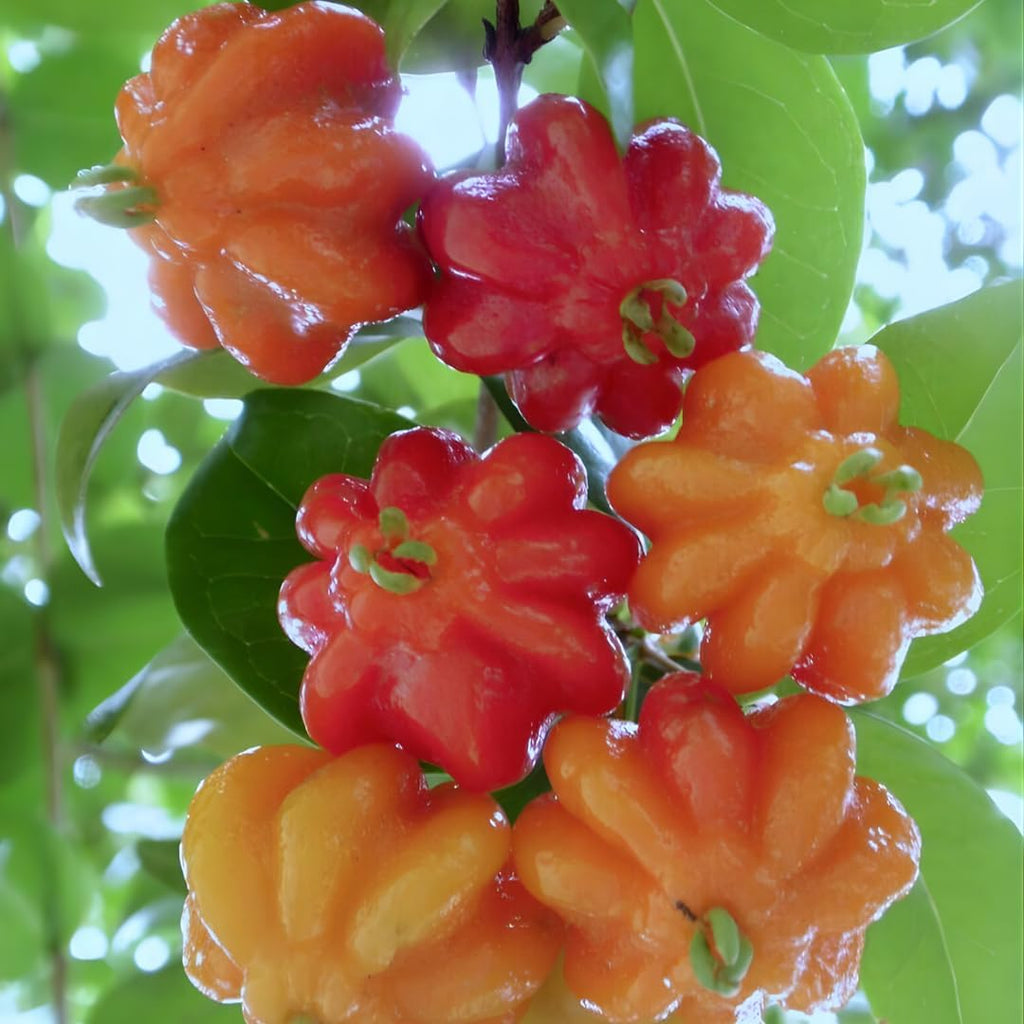 Surinam Cherry Tree Live Plant | 2.5–3 Ft Cherry Tree | Small Tropical Fruit Tree for Home Gardens & Outdoor Growing | No Ship to CA,HI,AK