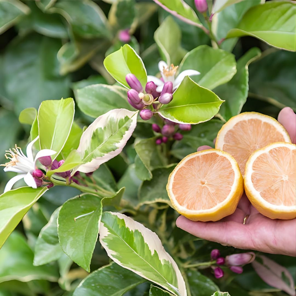 Pink Lemon Trees Live Plants | 2.5–3 Ft Live Citrus Plant | Hardy Edible Fruit Tree for Containers, Patios & Backyard Gardens | No Ship to CA,HI,AK