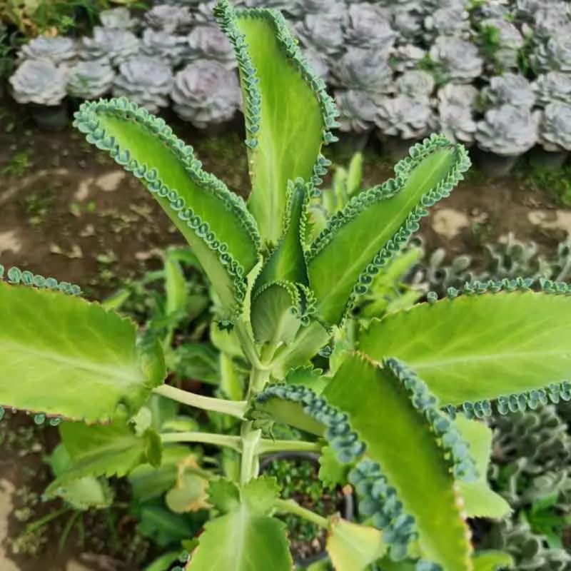 Kalanchoe Mother of Thousands Plant Live in 4" Inch Pot | Unique Fast-Growing Succulent | Ideal Indoor Houseplant for Home & Office Décor