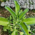 Mother of Thousands Live Plant in 4" Inch Pot | Kalanchoe Succulent Houseplant | Easy-Care Indoor Plant with Baby Plantlets