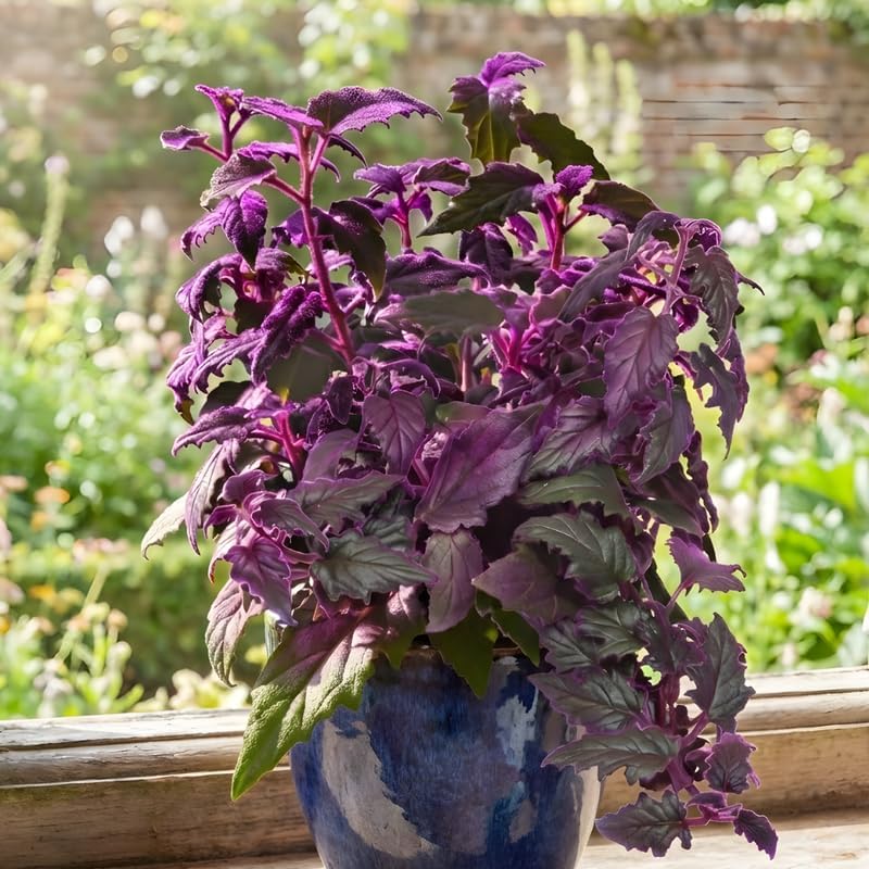 Purple Passion Plant Live - Gynura, 4-8 Inch Tall, 2-Pack Rooted Starters, Easy to Grow Indoor Houseplant for Home & Office, Vibrant Purple Velvet Foliage