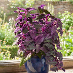 Purple Passion Plant Live - Gynura, 4-8 Inch Tall, 2-Pack Rooted Starters, Easy to Grow Indoor Houseplant for Home & Office, Vibrant Purple Velvet Foliage