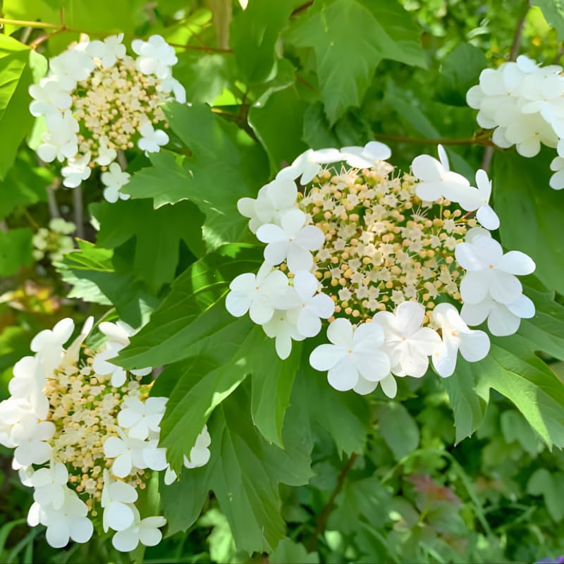 2 Arrowwood Viburnum Live Plant – ‘Chicago Lustre’ Native Viburnum Shrub in Gallon Pot | Compact Landscape Shrub for Yards & Foundation Planting