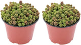 2 Sedum Dasyphyllum Minor Succulent Plants, 4 Inch Pot Sedum Plant Live, Hardy, Easy Care Indoor Houseplant, Ideal for Home Décor & Gifts