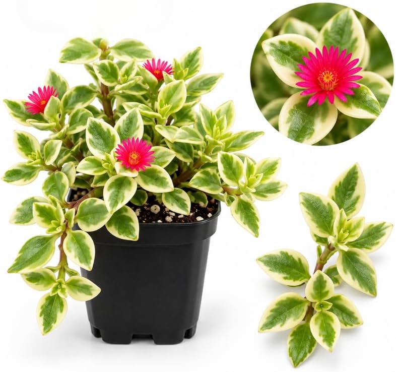 Variegated Baby Sun Rose Live Plant, 2 Inch Pot, Drought-Tolerant Trailing Succulent for Hanging Baskets and Outdoor Garden
