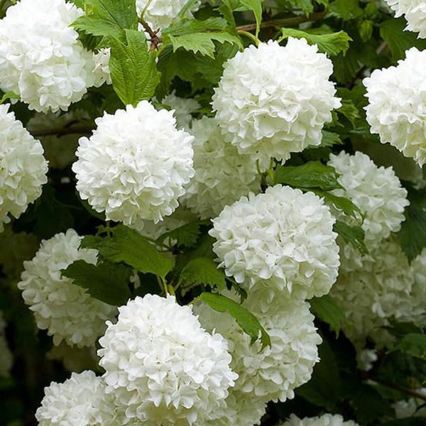 2 Viburnum Live Plants | Japanese Snowball Bush Live Plant | 1–2 Feet Tall Dormant Bare Root Shrubs | Great for Borders, Hedges, and Landscape Design