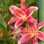Lilly Bulbs for Planting, Stargazer Lily, 5 Large Bulbs, Intense Scented Oriental Lily for Sunny Patios, Landscapes, and Cutting Gardens