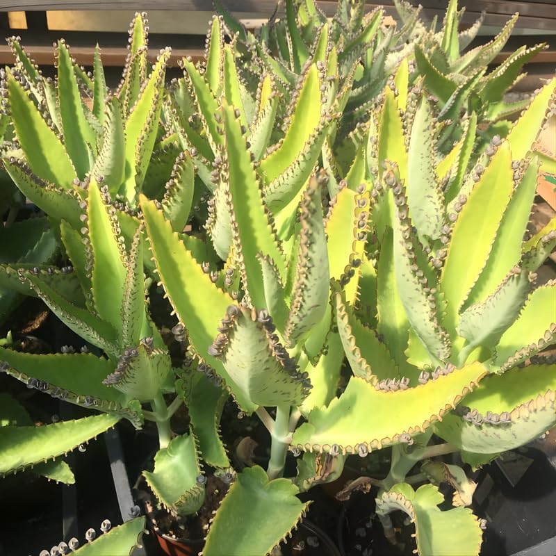 Kalanchoe Mother of Thousands Plant Live in 4" Inch Pot | Unique Fast-Growing Succulent | Ideal Indoor Houseplant for Home & Office Décor