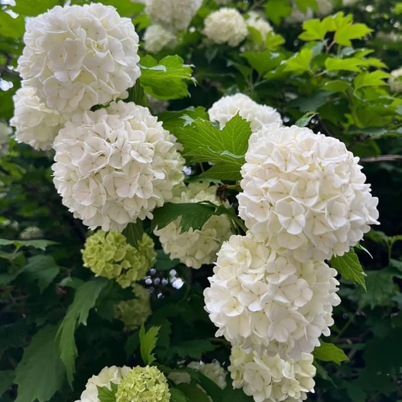 2 Japanese Snowball Bush Live Plants | Snowball Bush Live Plant for Gardens | 1–2 Feet Tall Bare Root Shrubs | Great for Borders, Hedges, and Landscape Design