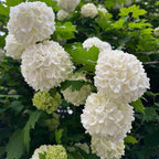 2 Japanese Snowball Bush Live Plants | Snowball Bush Live Plant for Gardens | 1–2 Feet Tall Bare Root Shrubs | Great for Borders, Hedges, and Landscape Design