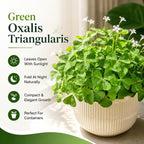 2 Green Oxalis Triangularis Live Plants in Gallon Pot, Low Maintenance False Shamrock Plant, Hardy Perennials, Perfect for Rock Gardens and Shaded Borders