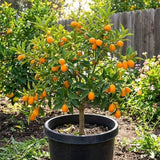 Meiwa Kumquat Tree Live Plants in 1 Gallon Pot | Fresh Sweet Kumquats | Fragrant Citrus Blooms | Versatile Live Fruit Trees for Outdoor or Patio Planting (No Ship to CA,HI,AK)