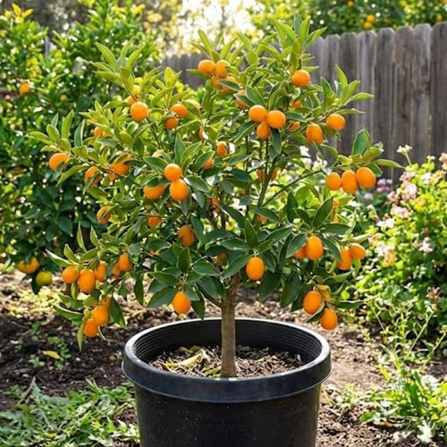 (No Ship to CA, HI, AK) Meiwa Kumquat Tree Live Plants in 1 Gallon Pot | Fresh Sweet Kumquats | Fragrant Citrus Blooms | Versatile Live Fruit Trees for Outdoor or Patio Planting