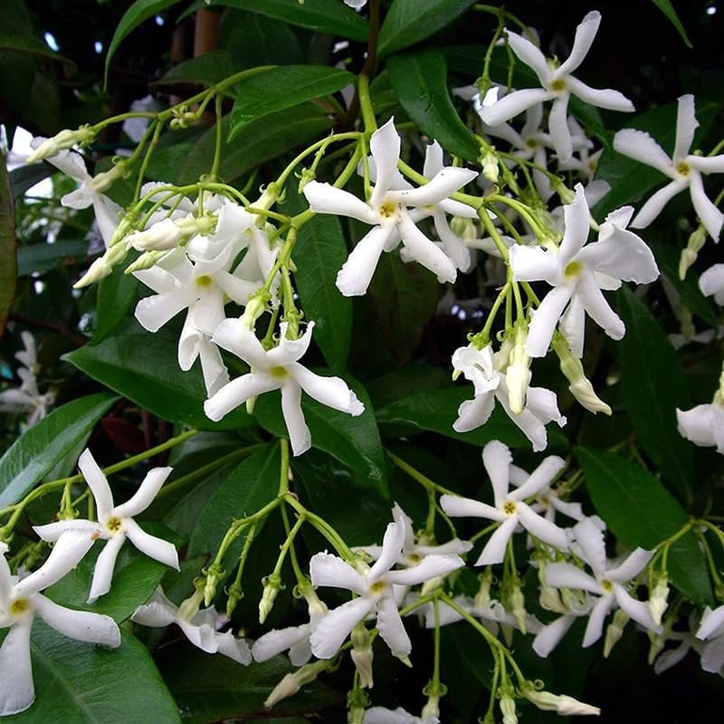 Confederate Star Jasmine Plant Live in 4 Inch Pot | Fast-Growing Fragrant Jasmin Plant for Indoor | Easy Care Flowering Plant for Home, Patio & Trellis