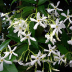 Confederate Star Jasmine Plant Live in 4 Inch Pot | Fast-Growing Fragrant Jasmin Plant for Indoor | Easy Care Flowering Plant for Home, Patio & Trellis